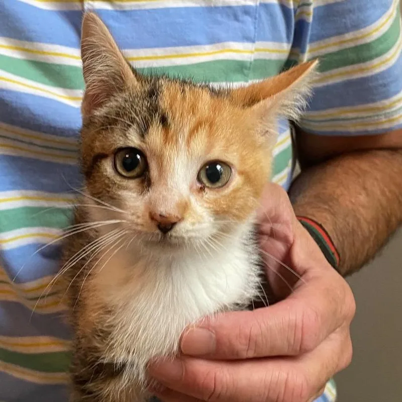 A baby small-sized female Domestic Short Hair cat named Lovey for adoption in Cumming, GA