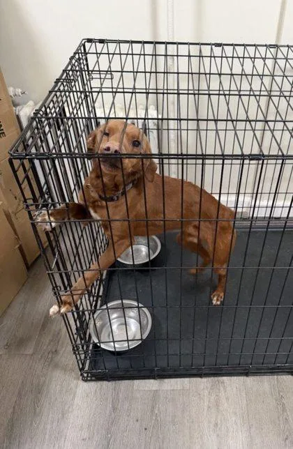 An adult medium-sized male Mixed Breed dog named Steven for adoption in West Chester, PA