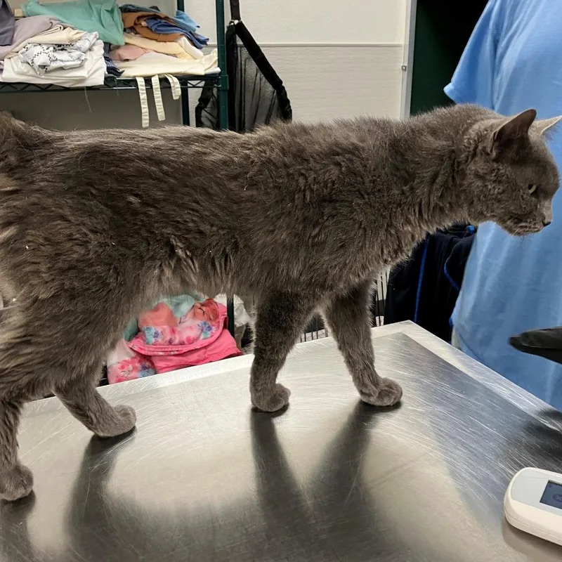 An adult medium-sized female Domestic Short Hair cat named Pusheen for adoption in Las Cruces, NM