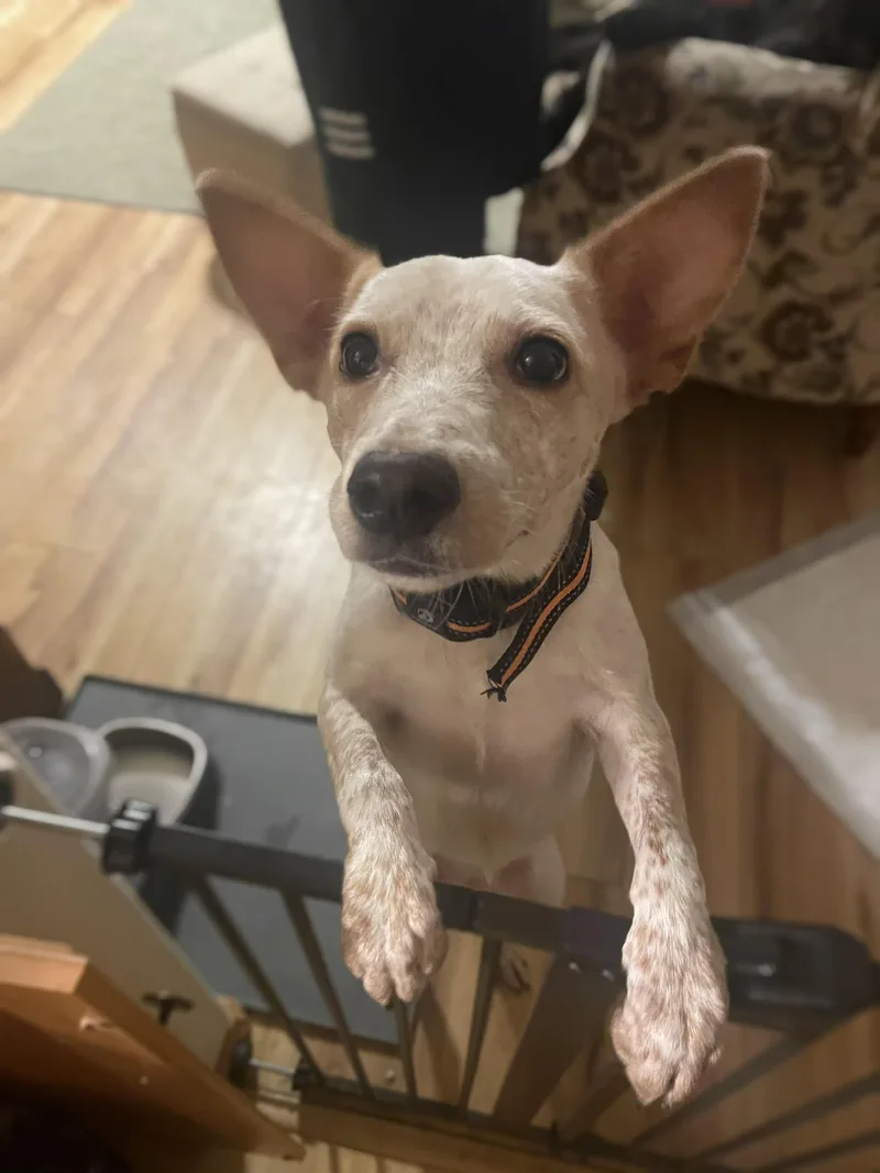 A baby medium-sized female Australian Cattle Dog / Blue Heeler dog named Dolly for adoption in Elizabeth, CO