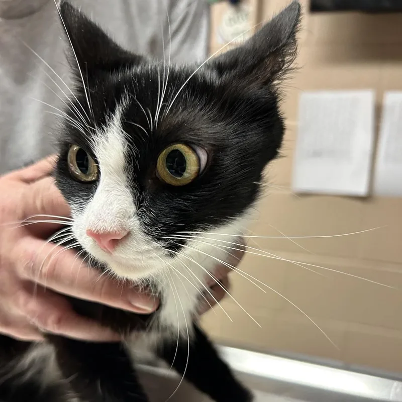 An adult medium-sized female Black Domestic Short Hair cat named Fiat for adoption in Newport, NC