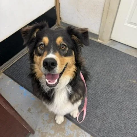 An adult small-sized male Australian Shepherd dog named Duke for adoption in Rangely, CO