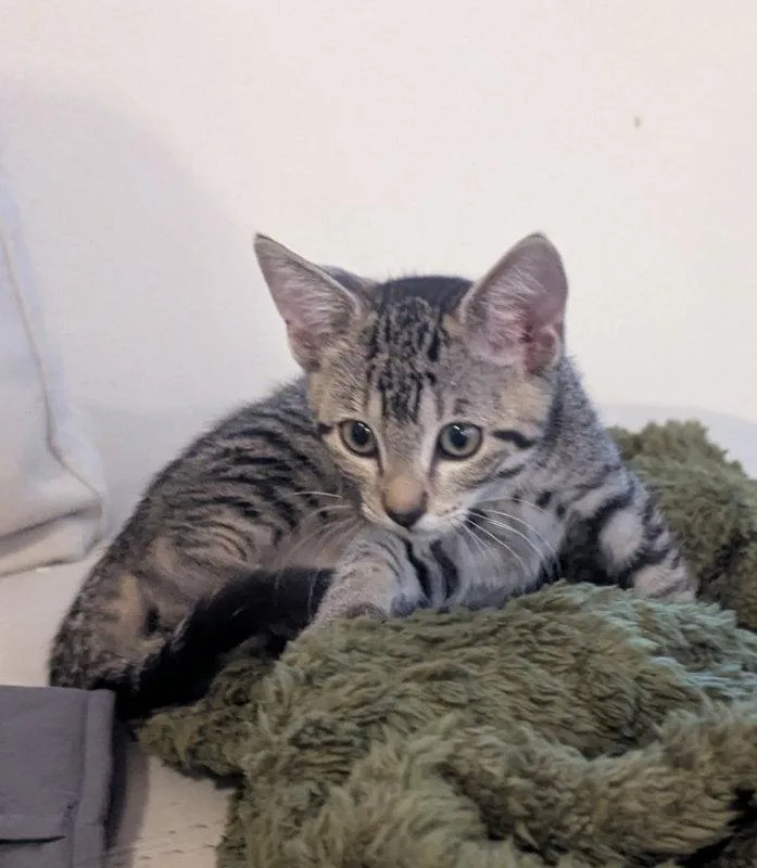 A young medium-sized female Tabby cat named Laezel for adoption in Ocala, FL