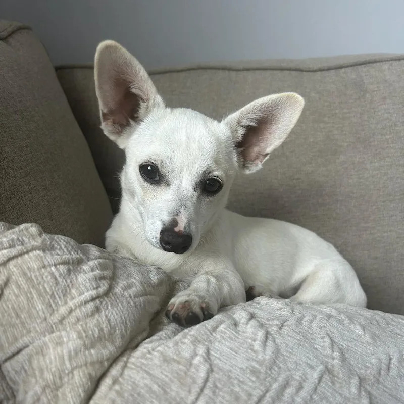 A young small-sized female White / Cream Chihuahua dog named Maple for adoption in North Hollywood, CA