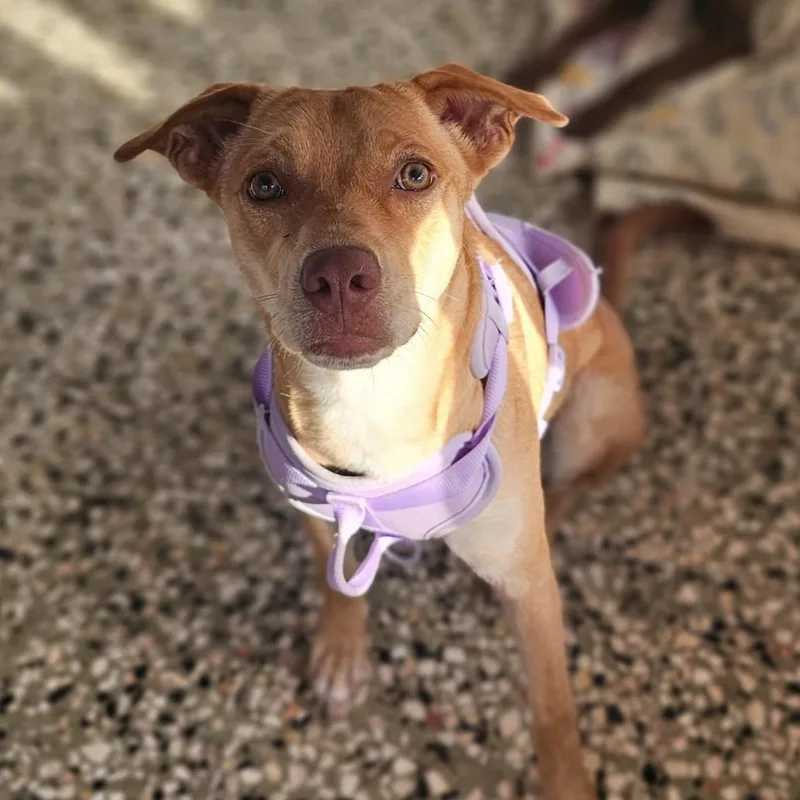 A young medium-sized male Labrador Retriever dog named Dulce for adoption in New York, NY