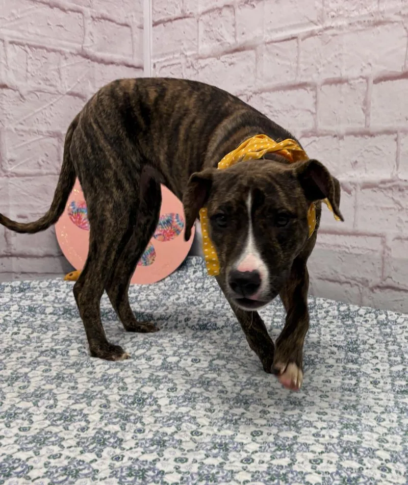 A baby medium-sized female Mixed Breed dog named Guam for adoption in Detroit, MI