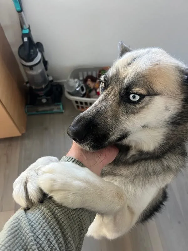 An adult large-sized female Siberian Husky dog named Nala for adoption in San Diego, CA