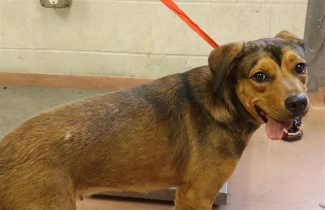 A young medium-sized female Mixed Breed dog named Honey for adoption in Columbia, SC