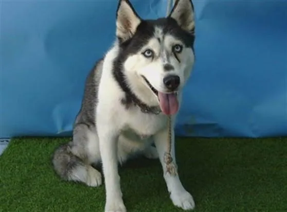 An adult large-sized female Siberian Husky dog named A for adoption in Gardena, CA