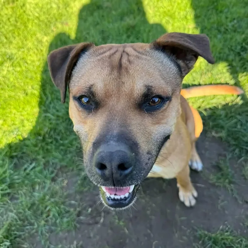 A young medium-sized male Terrier dog named Cheeto for adoption in Warren, OH
