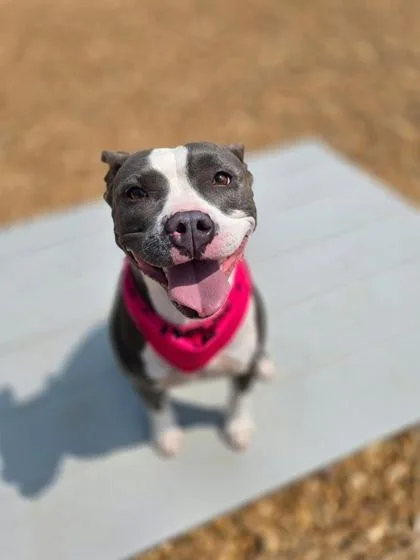 An adult medium-sized female Pit Bull Terrier dog named Bea for adoption in Morton Grove, IL