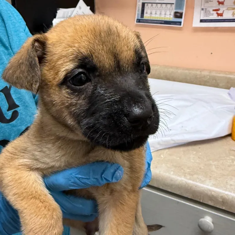 A baby small-sized female Black Mixed Breed dog named Fruitcake for adoption in Hamilton, GA