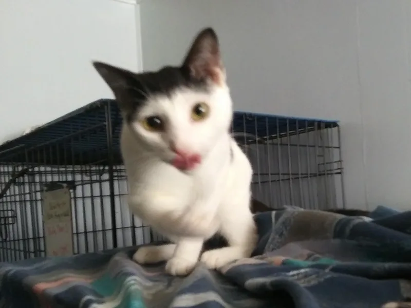 A young medium-sized male Black & White / Tuxedo Domestic Short Hair cat named Asher for adoption in Port Wentworth, GA