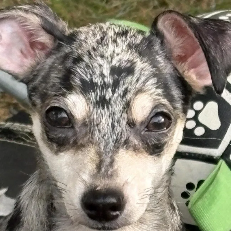 A baby small-sized male Chihuahua dog named Slate for adoption in Hudson, IL