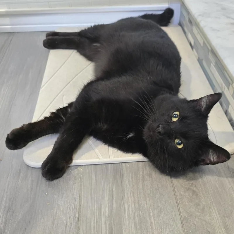 Chatterbox thumbnail 3