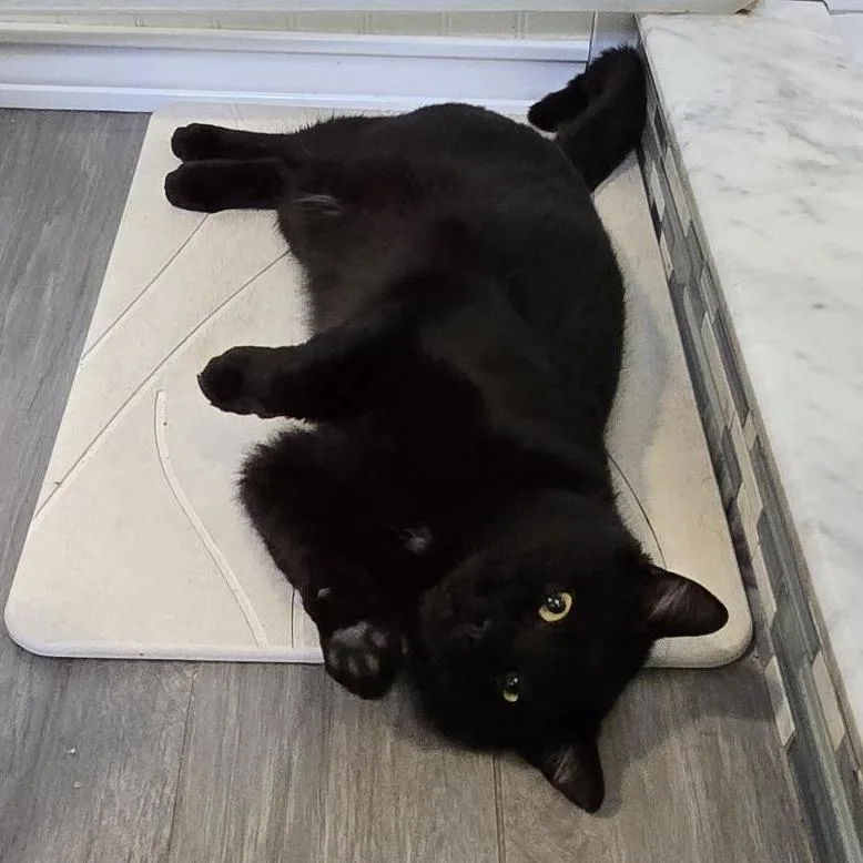 Chatterbox thumbnail 5