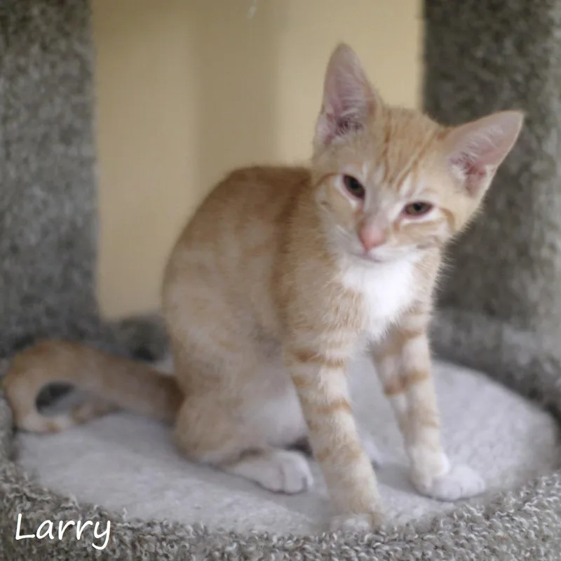 Larry