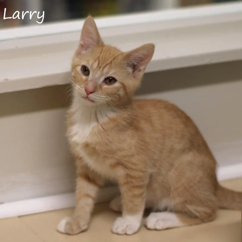 Larry thumbnail 2