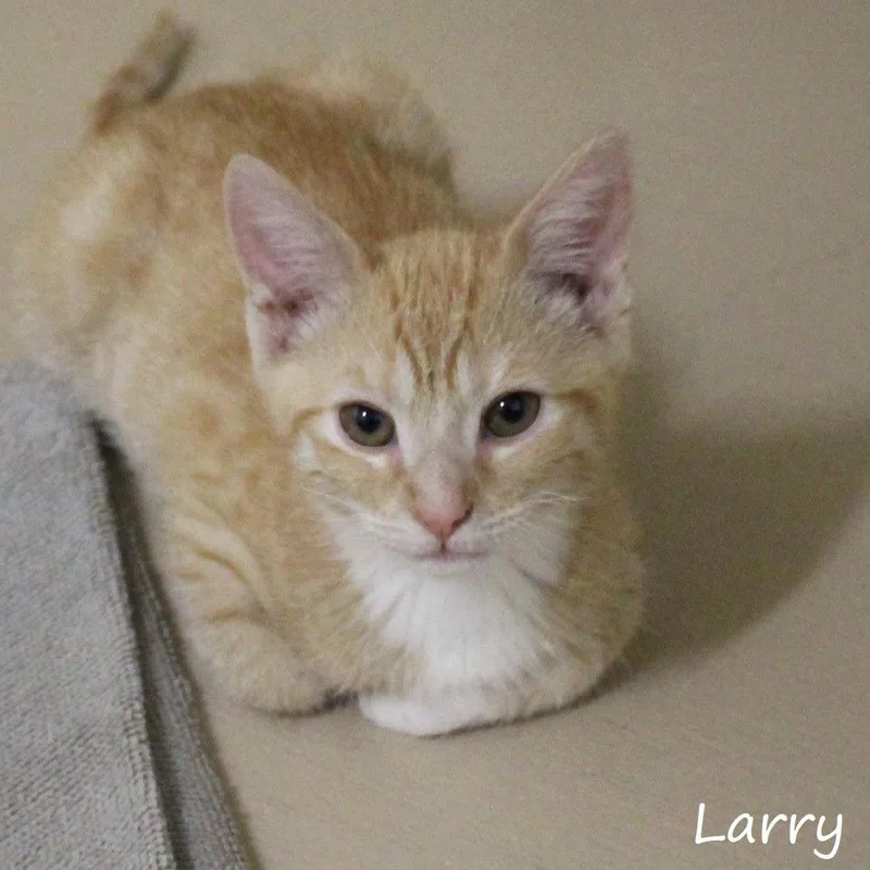 Larry thumbnail 3