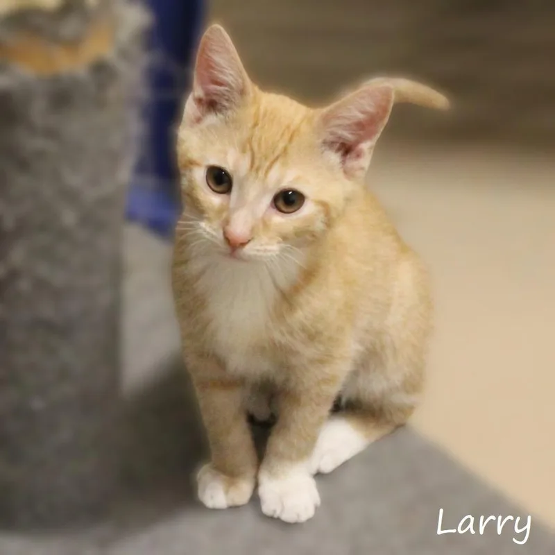Larry thumbnail 4