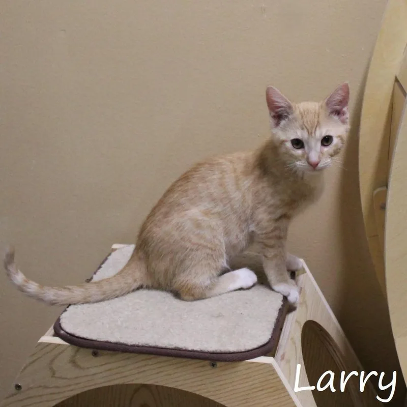 Larry thumbnail 5