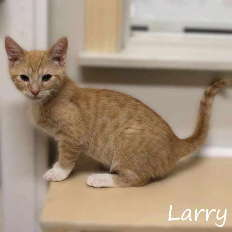 Larry thumbnail 6