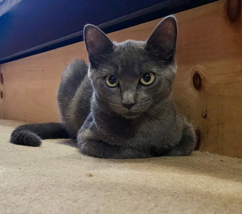 A young small-sized female Domestic Short Hair cat named Felicity for adoption in Sayreville, NJ