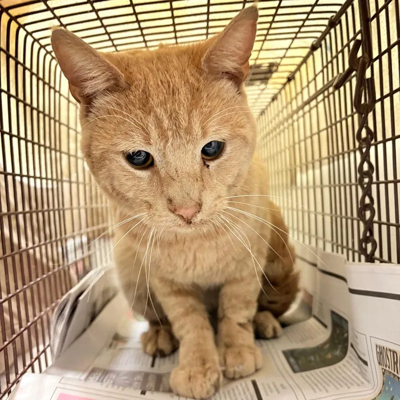 An adult medium-sized male Buff / Tan / Fawn Domestic Short Hair cat named Veggie for adoption in Philadelphia, PA