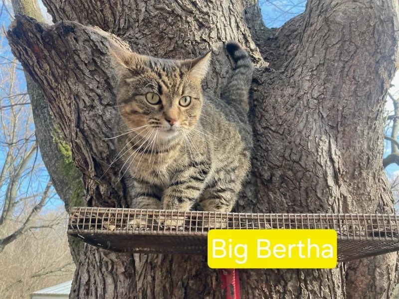 An adult small-sized female Domestic Short Hair cat named Big Bertha for adoption in Olney, IL