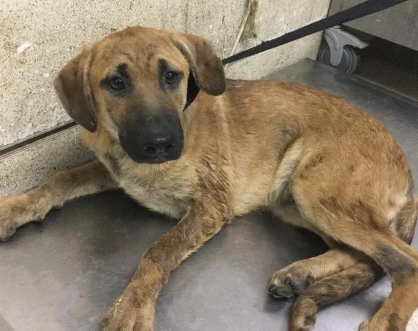 A young medium-sized female German Shepherd Dog dog named Ramen for adoption in Riverside, CA
