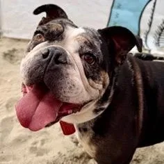 Ms. Sweet Marla thumbnail 4