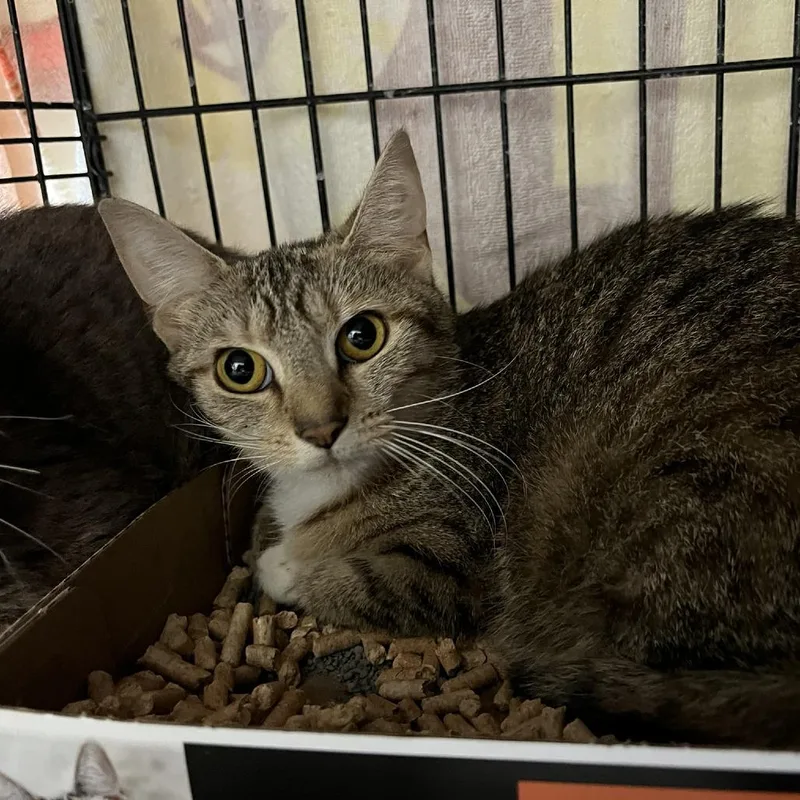 An adult medium-sized female Calico Domestic Short Hair cat named Lantern for adoption in Lyndhurst, VA