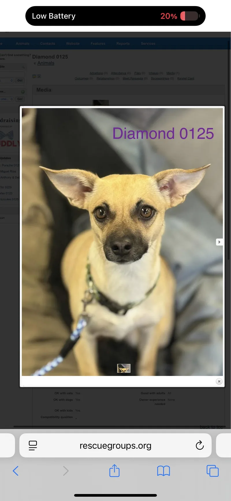 A young small-sized female Yellow / Tan / Blond / Fawn Chihuahua dog named Diamond for adoption in Sonora, CA