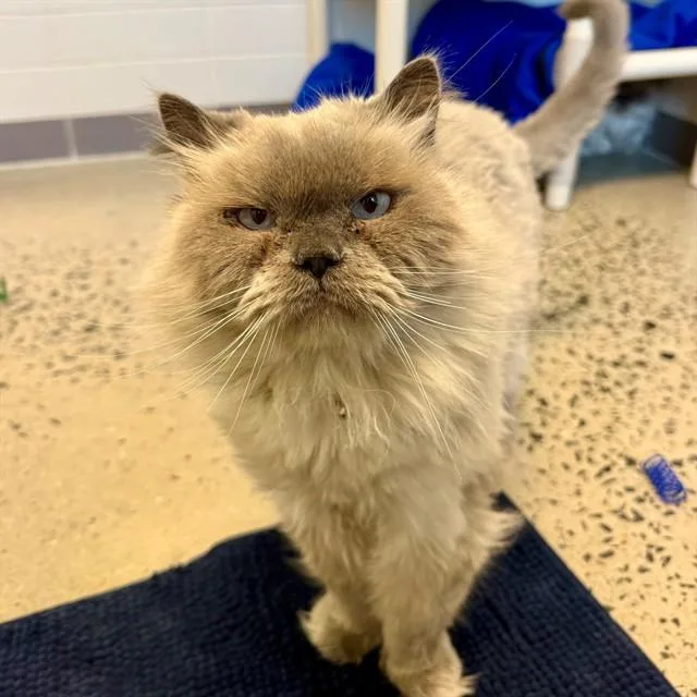 An adult medium-sized male Himalayan cat named Ricky for adoption in Leesburg, VA