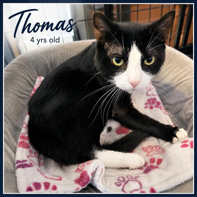 An adult medium-sized male Black & White / Tuxedo Domestic Short Hair cat named Thomas for adoption in Southbury, CT