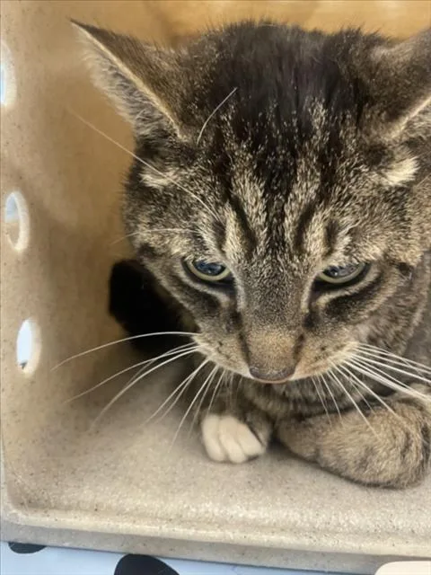 A senior medium-sized male Domestic Short Hair cat named Wishy for adoption in Derwood, MD