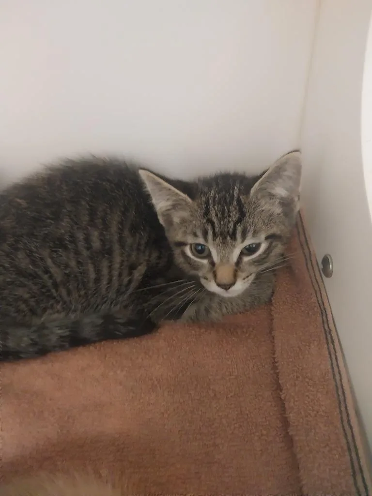 A baby small-sized male Domestic Short Hair cat named Flop for adoption in Oxford, NC