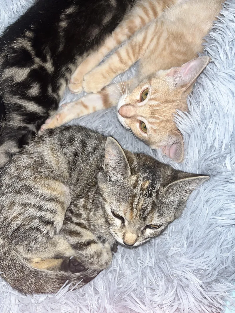 A baby medium-sized female Torbie Domestic Short Hair cat named Chipotle for adoption in Santa Ana, CA