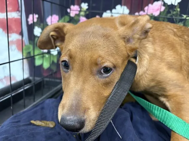 A baby small-sized female German Shepherd Dog dog named Junie for adoption in San Bernardino, CA