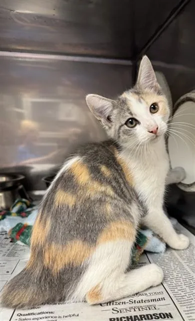 A baby medium-sized female Manx cat named Bobbi for adoption in Cookeville, TN