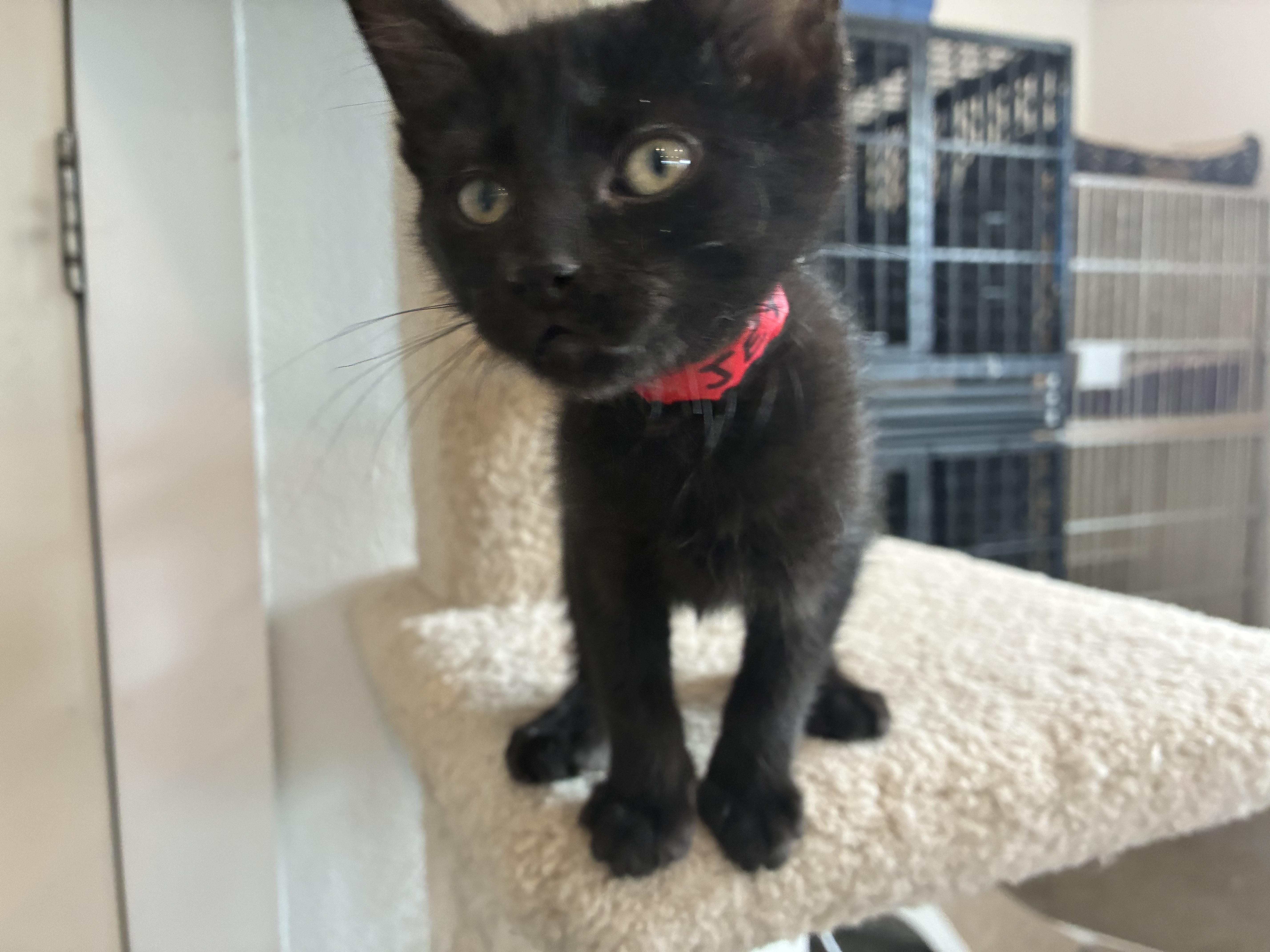 A baby medium-sized female Black Domestic Medium Hair cat named Jett for adoption in Bonners Ferry, ID