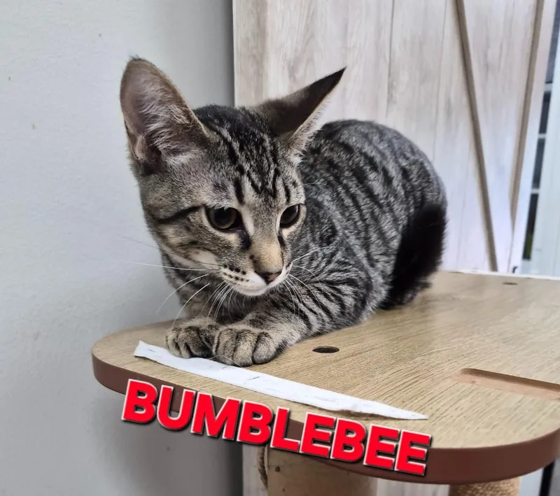 A baby medium-sized male Domestic Short Hair cat named Bumble Bee for adoption in Rome, GA