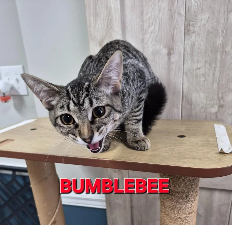 Bumble Bee thumbnail 2