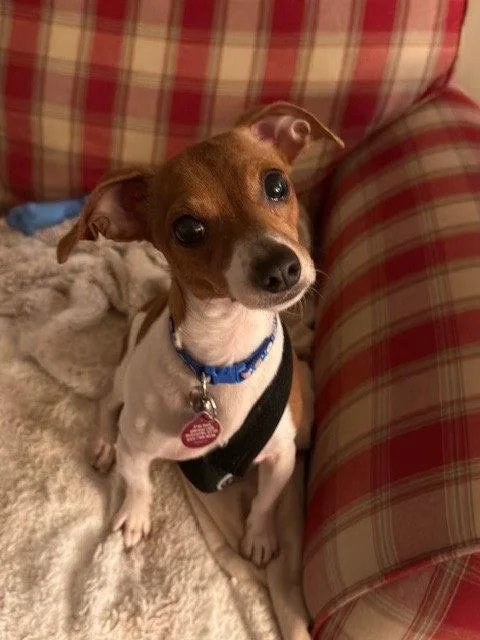 An adult medium-sized male Chihuahua dog named Bethany for adoption in Nashville, TN