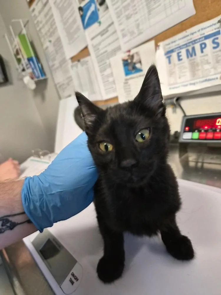 A baby medium-sized female Black Domestic Short Hair cat named Sprinkle for adoption in Bolivar, MO