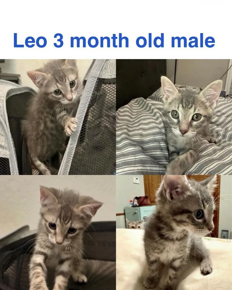A baby small-sized male Domestic Short Hair cat named Leo for adoption in Mustang, OK