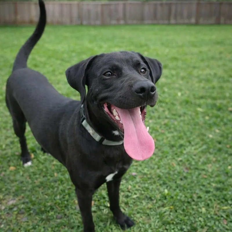 Mambo  Handsome  thumbnail 2