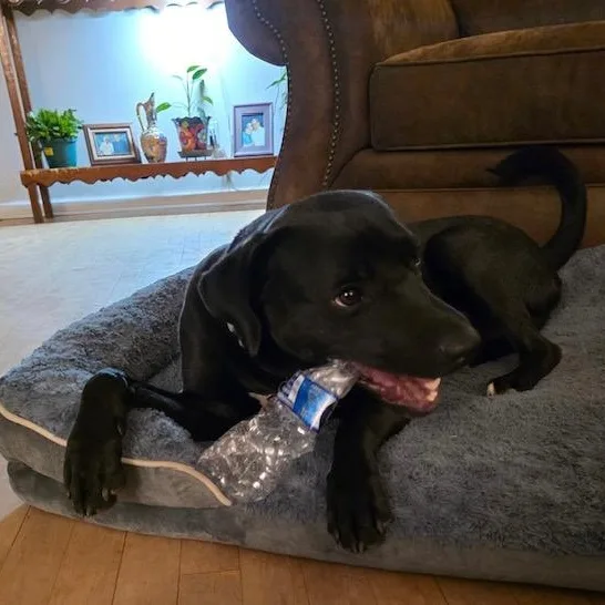 Mambo  Handsome  thumbnail 3