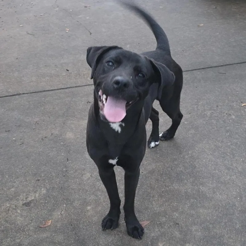 Mambo  Handsome  thumbnail 5