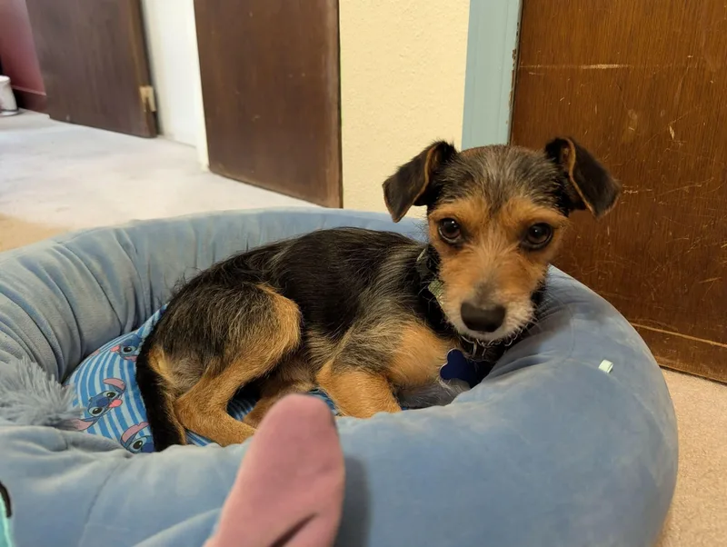 Sullivan thumbnail 2